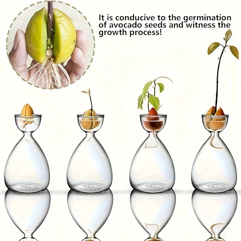 Avocado Seed Starter Kit with Glass Vase