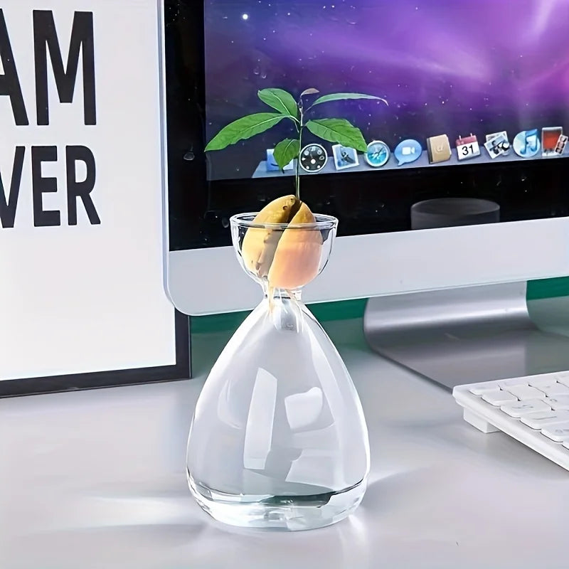 Avocado Seed Starter Kit with Glass Vase