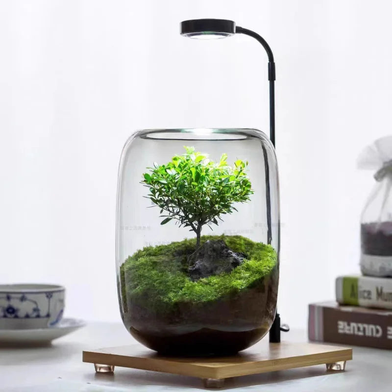 Elegant Glass Terrarium Vase for Succulent Display