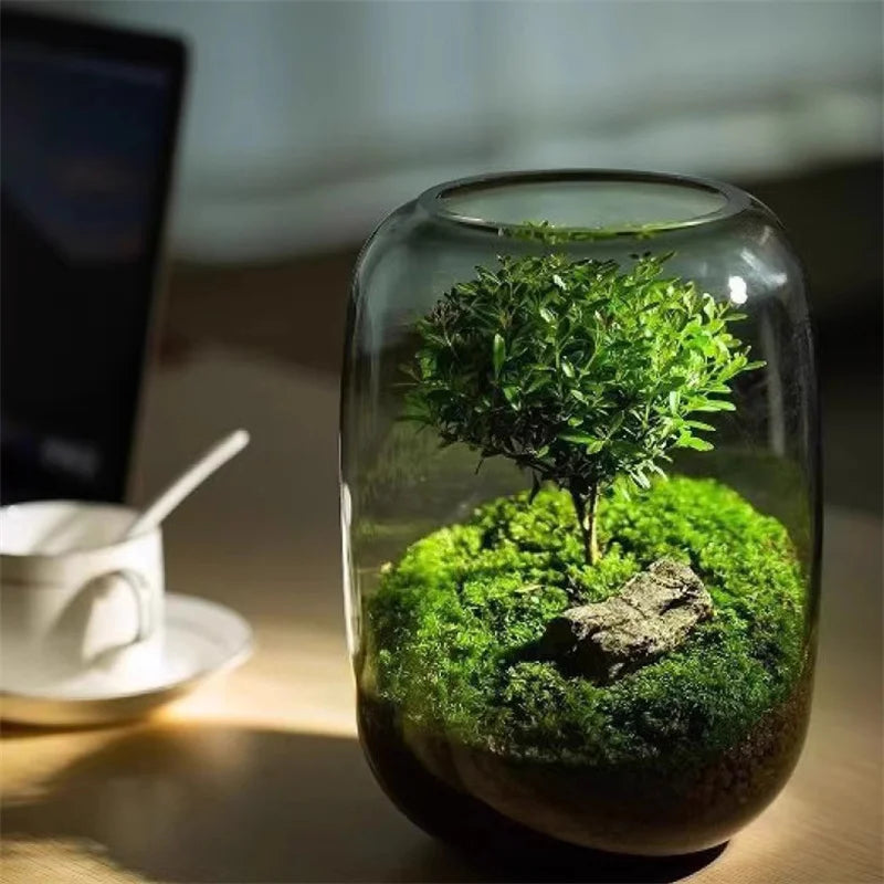Elegant Glass Terrarium Vase for Succulent Display