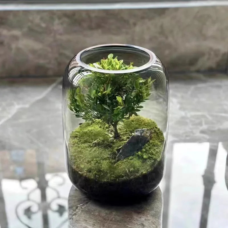 Elegant Glass Terrarium Vase for Succulent Display