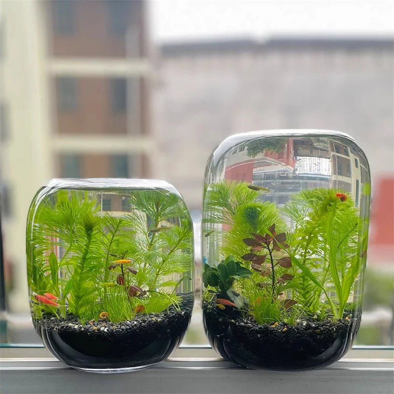 Elegant Glass Terrarium Vase for Succulent Display